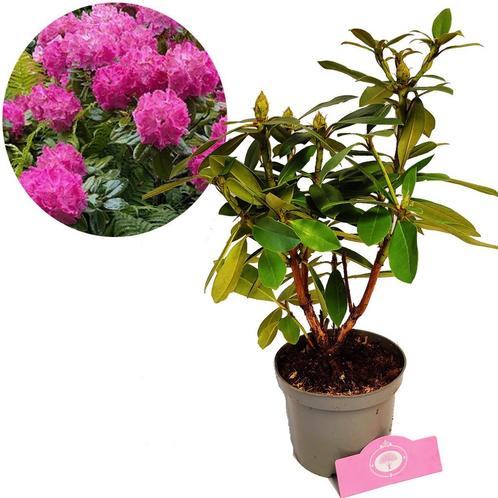 Rhododendron Germania Roze bloemen + Pot 14cm, Tuin en Terras, Planten | Tuinplanten, Verzenden