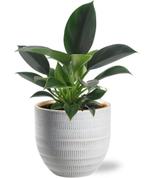 Philodendron Green Princess - Ø12cm - 25cm +  Beau Pot D14x, Verzenden