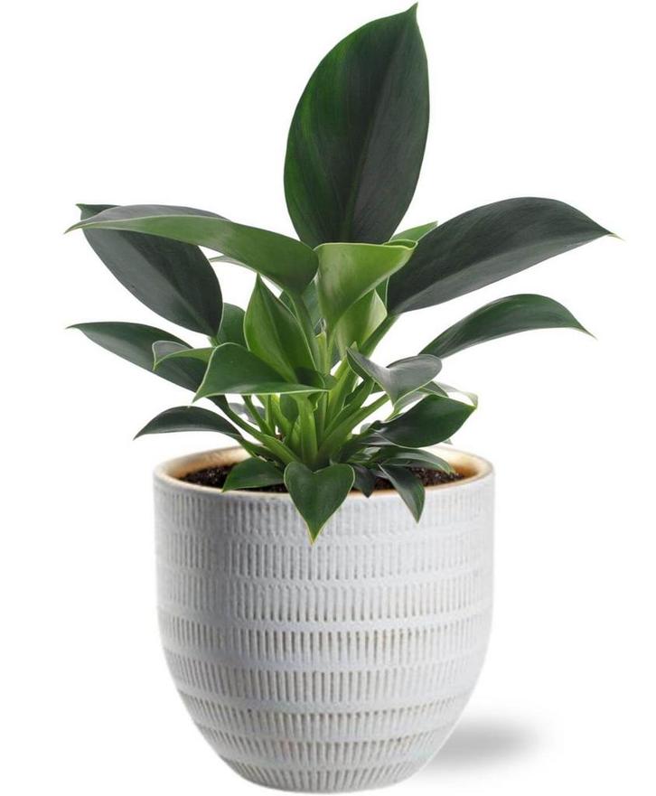 Philodendron Green Princess - Ø12cm - 25cm +  Beau Pot D14x, Tuin en Terras, Bloembollen en Zaden, Verzenden