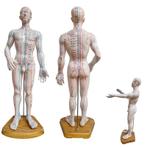 Acupunctuur en meridianen model (man, 50 cm), Nieuw, Verzenden