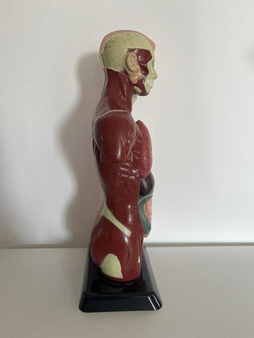 Onderwijs/demonstratiemodel - Plastic - 1980-1990, Antiek en Kunst, Curiosa en Brocante