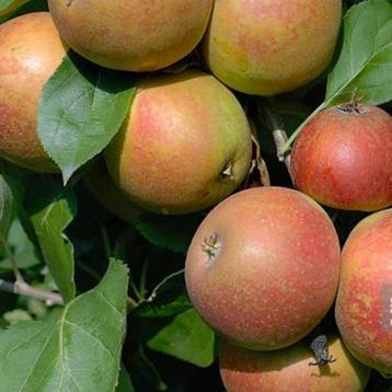 Appelboom - Goudreinet /Rode Boskoop - Omtrek: 6-10 cm | Hal beschikbaar voor biedingen