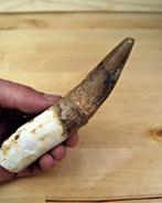 Spinosaurus - Fossiele tand - Diente gigante de Spinosaurus