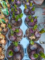 Grote potten Hyacinten 4 kleuren bollen,en 3 per pot potmaat, Nieuw, Ophalen of Verzenden