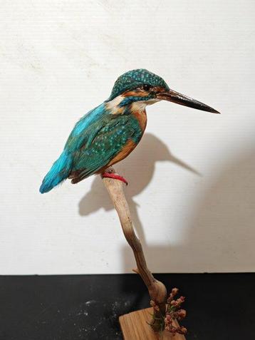 IJsvogel Taxidermie volledige montage - Alcedo atthis - with beschikbaar voor biedingen