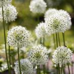 Actie Allium White Giant 5 stuks nu voor 17.99, Verzenden