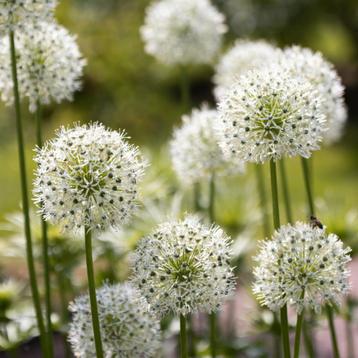 Actie Allium White Giant 5 stuks nu voor 17.99 beschikbaar voor biedingen