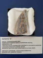 Tyrannosaurus Rex - Fossiel fragment - T. Rex, Verzamelen