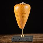 Betuline Cone - zeeslak schelp - marmeren voet Zeeschelp -, Verzamelen, Nieuw