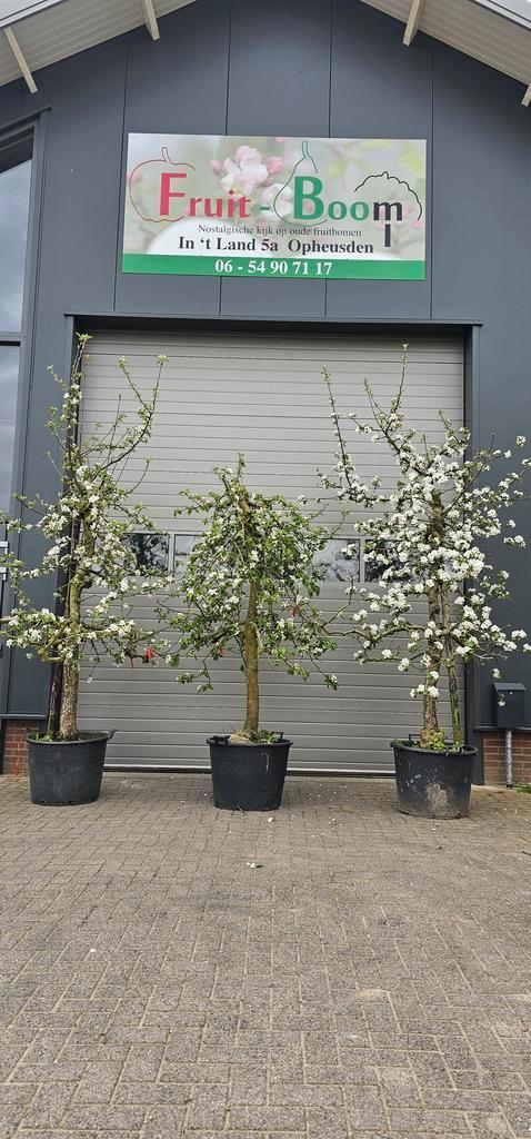 Appelboom Elstar Jonagold laag en halfstam, Tuin en Terras, Planten | Bomen, In pot