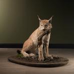 Lynx met Frisling Taxidermie Opgezette Dieren By Max, Verzamelen, Ophalen of Verzenden, Nieuw, Wild dier, Opgezet dier