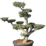 Olijfboom - Pom pon - Omtrek: 40-50 cm | Hoogte: 150 cm, Tuin en Terras, Planten | Bomen, Ophalen of Verzenden