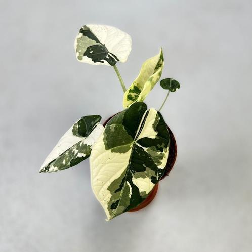 NIEUWE Alocasia, Philodendon, Monstera, Anthurium en meer!, Huis en Inrichting, Kamerplanten