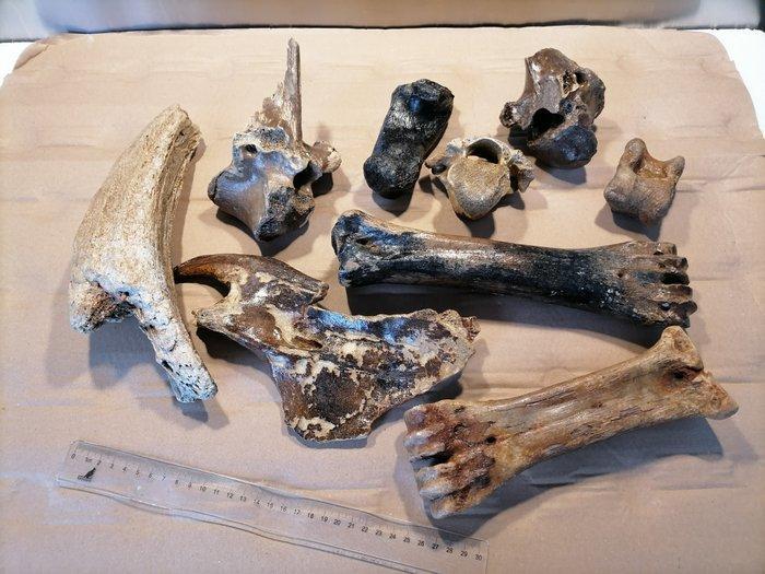 Bizon - Fossiel bot - Bison priscus (Zonder Minimumprijs), Verzamelen, Mineralen en Fossielen