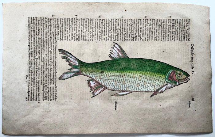 Conrad Gesner [Konrad Gessner] 1516-1565: Fishbuch: Roach, Antiek en Kunst, Antiek | Boeken en Bijbels