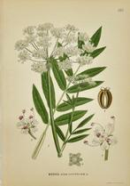 Carl Lindman (1856-1928) - Set of 25 Original Botanical, Antiek en Kunst, Antiek | Boeken en Bijbels