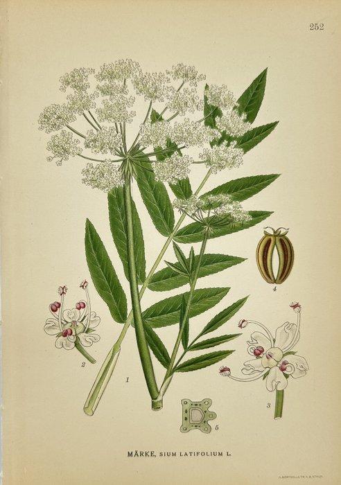 Carl Lindman (1856-1928) - Set of 25 Original Botanical, Antiek en Kunst, Antiek | Boeken en Bijbels
