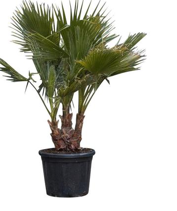 Mexicaanse waaierpalm meerstammig Washingtonia robusta 130 c beschikbaar voor biedingen