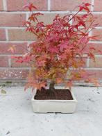 Japanese maple bonsai (Acer palmatum) - Hoogte (boom): 48 cm, Antiek en Kunst