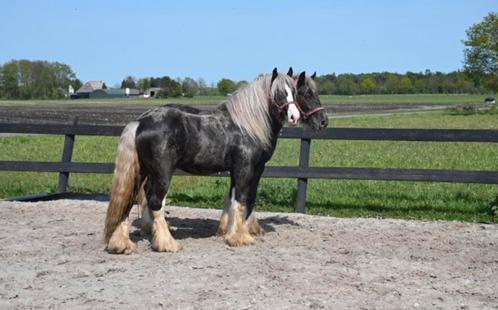 Ter dekking: VGGK silverdapple tinker, Dieren en Toebehoren, Paarden en Pony's | Dekhengsten en Fokmerries, Hengst