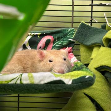 Hangmatten en huisjes voor ratten (voorraad/ custom made)