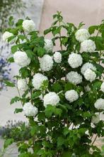 Viburnum opulus Roseum, Ophalen