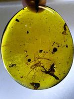Barnsteen - Burmese Amber-[Big Spider, Sphecomyrminae and, Verzamelen, Mineralen en Fossielen