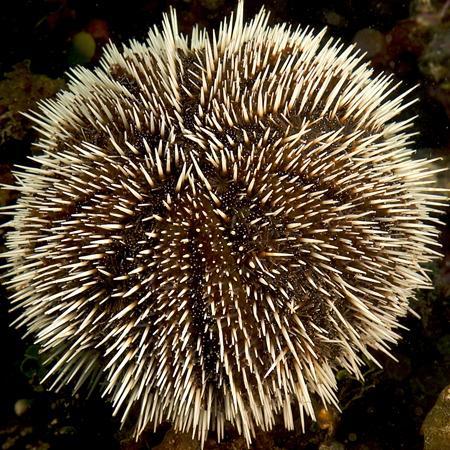 Tripneustes gratilla (Zee-egel), Dieren en Toebehoren, Vissen | Aquaria en Toebehoren, Ophalen of Verzenden
