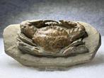 Geweldige fossiel krab - Gefossiliseerd dier - 16 cm - 8 cm