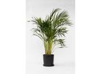 XL Areca Goudpalm - 90-100 cm, Huis en Inrichting, Kamerplanten, Verzenden