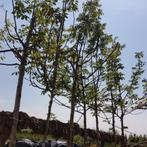 Walnootboom - Juglans regia Buccaneer - Omtrek: 6-10 cm | Ho, Tuin en Terras, Planten | Bomen, Ophalen of Verzenden