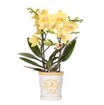 Kolibri Orchids | Gele orchidee Albenga + Malaga sierpot gee, Verzenden
