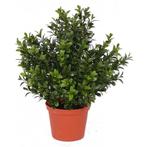 Kunstplanten buxus plant in pot 31 cm - Overige kunstplanten, Huis en Inrichting, Kamerplanten, Verzenden