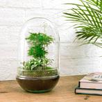 DIY terrarium - Egg XL -  30 cm, Verzenden