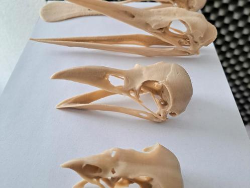 3D-geprinte schedel collectie van vogels, Verzamelen, Overige Verzamelen, Nieuw, Verzenden