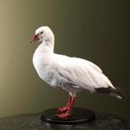 Sneeuwgans Taxidermie Opgezette Dieren By Max, Ophalen of Verzenden, Nieuw, Vogel, Opgezet dier