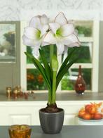 Amaryllis Picotee (Wit met Rood Rand, Amaryllis kopen?), Ophalen of Verzenden