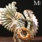Fossiele Sculptuur - Uitgehouwen Cleoniceras ammoniet met