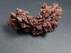 Fossiel fragment - 11 cm (Zonder Minimumprijs), Verzamelen, Mineralen en Fossielen