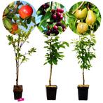 Set van 3 fruitbomen – 1 Appel, 1 Peer, 1 Kers – +100cm - 5L, Lente, Halfschaduw, Appelboom, 100 tot 250 cm