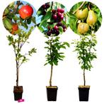Set van 3 fruitbomen – 1 Appel, 1 Peer, 1 Kers – +100cm - 5L, Lente, Verzenden, In pot, Appelboom
