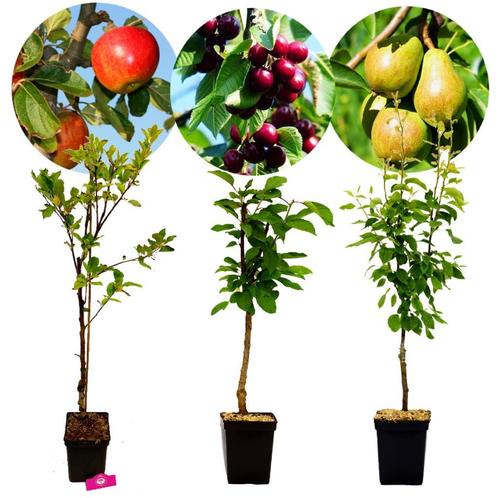 Set van 3 fruitbomen – 1 Appel, 1 Peer, 1 Kers – +100cm - 5L, Tuin en Terras, Planten | Fruitbomen, 100 tot 250 cm, Appelboom