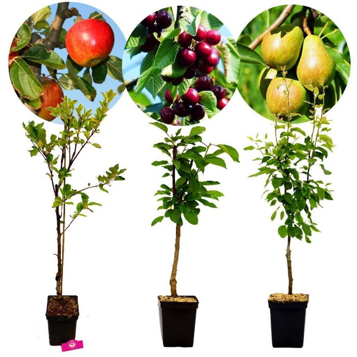 Set van 3 fruitbomen – 1 Appel, 1 Peer, 1 Kers – +100cm - 5L, Tuin en Terras, Planten | Fruitbomen, 100 tot 250 cm, Appelboom