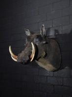 Large African Warthog Taxidermie wandmontage - Phacochoerus, Nieuw