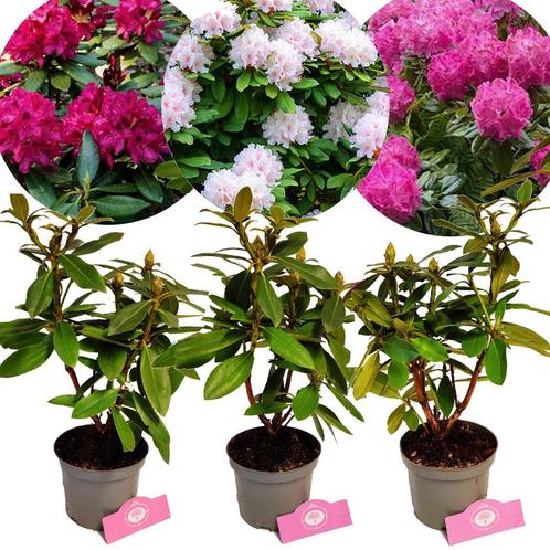 Rhododendron Polarnacht Cunninghams White Ger, Tuin en Terras, Planten | Fruitbomen, Halfschaduw, Verzenden