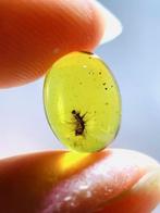 Amber - Barnsteen - Attagenus unicolor japonicus, Burmese