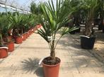 Trachycarpus fortunei palmboom / palmbomen stam +/-15 cm., Tuin en Terras, Planten | Bomen, In pot, Minder dan 100 cm, Halfschaduw