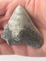 Megalodon tand 6,4 cm - Fossiele tand - Carcharocles, Nieuw