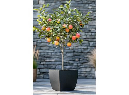 Appelboom Malus Elstar, Huis en Inrichting, Kamerplanten, Verzenden