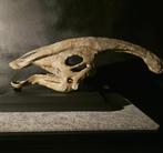 Replica van de schedel van Parasaurolophus met, Antiek en Kunst